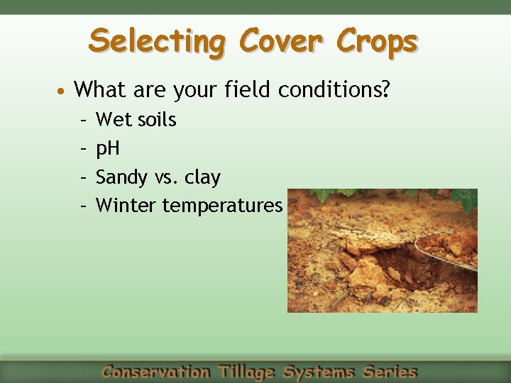 Selecting Cover Crops • What are your field conditions? – – Wet soils p.