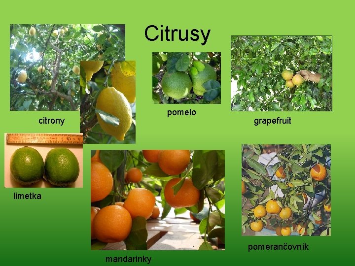 Citrusy pomelo citrony grapefruit limetka pomerančovník mandarinky 