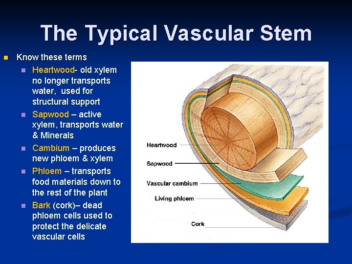 The Typical Vascular Stem n Know these terms n Heartwood- old xylem no longer The Typical Vascular Stem n Know these terms n Heartwood- old xylem no longer