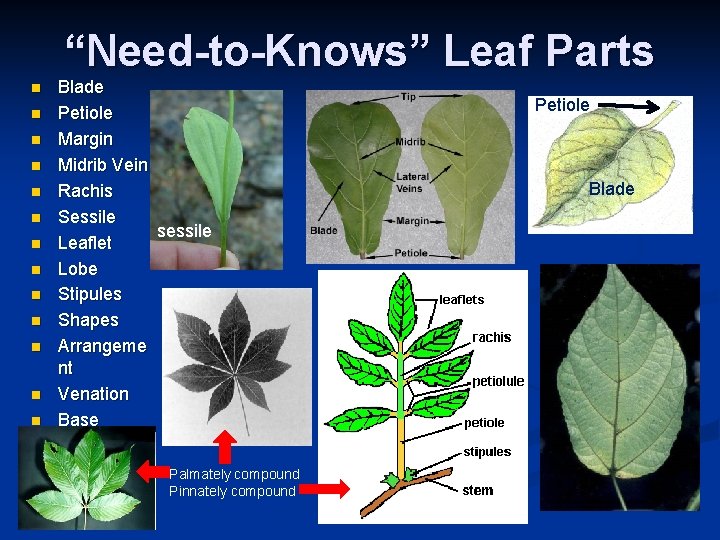 “Need-to-Knows” Leaf Parts n n n n Blade Petiole Margin Midrib Vein Rachis Sessile “Need-to-Knows” Leaf Parts n n n n Blade Petiole Margin Midrib Vein Rachis Sessile