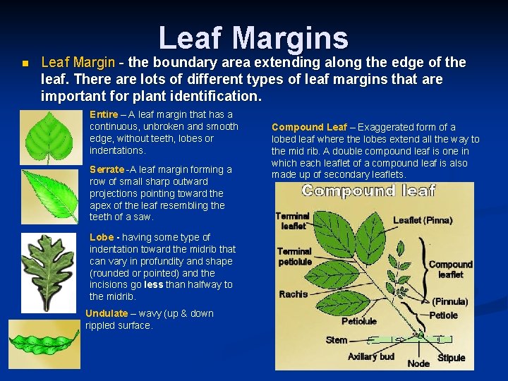 Leaf Margins n Leaf Margin - the boundary area extending along the edge of Leaf Margins n Leaf Margin - the boundary area extending along the edge of