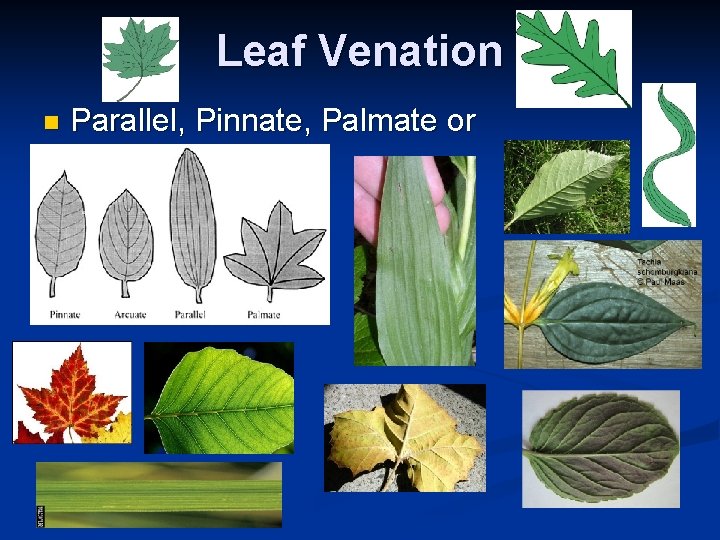 Leaf Venation n Parallel, Pinnate, Palmate or Arcuate Leaf Venation n Parallel, Pinnate, Palmate or Arcuate