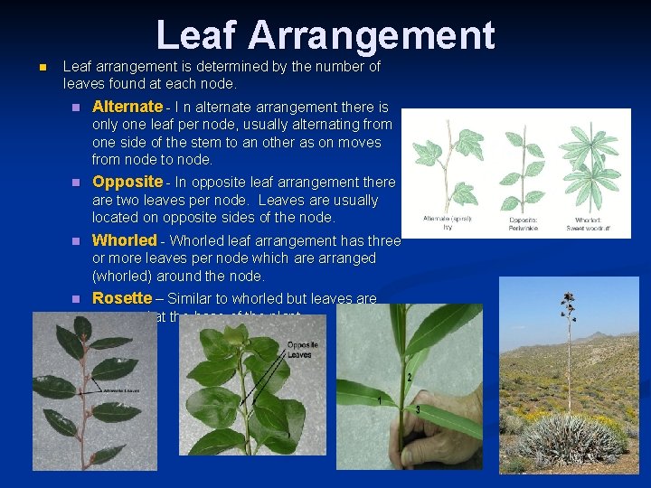 Leaf Arrangement n Leaf arrangement is determined by the number of leaves found at Leaf Arrangement n Leaf arrangement is determined by the number of leaves found at