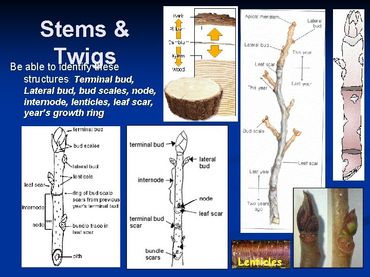 Stems & Twigs Be able to identify these structures: Terminal bud, Lateral bud, bud Stems & Twigs Be able to identify these structures: Terminal bud, Lateral bud, bud