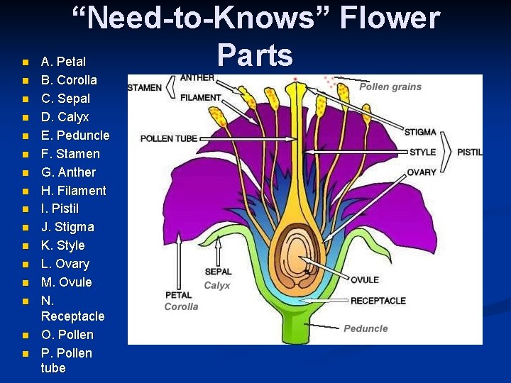 n n n n “Need-to-Knows” Flower Parts A. Petal Petiole B. Corolla C. Sepal n n n n “Need-to-Knows” Flower Parts A. Petal Petiole B. Corolla C. Sepal