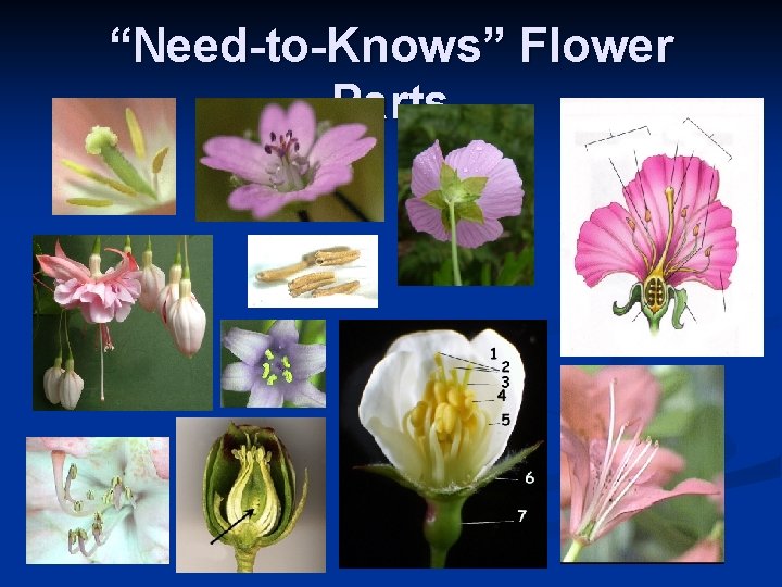 “Need-to-Knows” Flower Parts “Need-to-Knows” Flower Parts