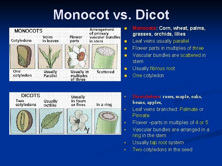 Monocot vs. Dicot n n n § § § Monocots: Corn, wheat, palms, grasses, Monocot vs. Dicot n n n § § § Monocots: Corn, wheat, palms, grasses,