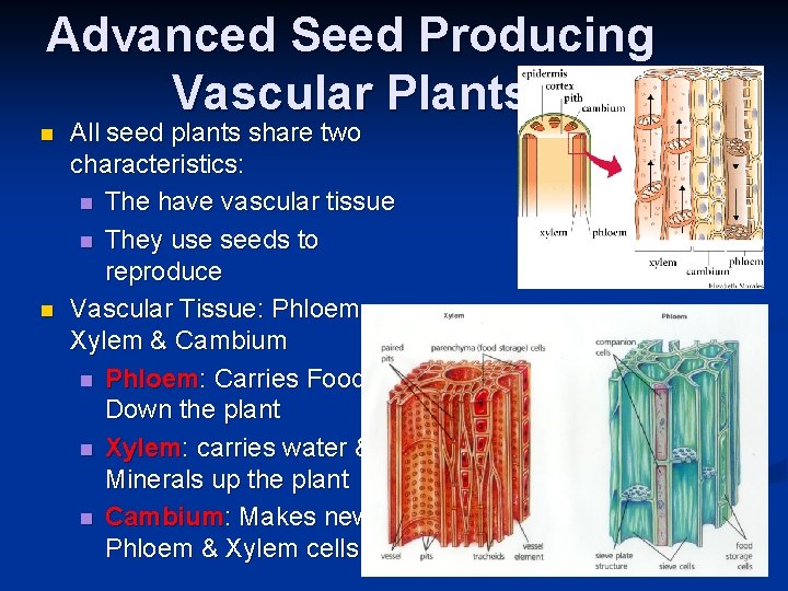 Advanced Seed Producing Vascular Plants n n All seed plants share two characteristics: n Advanced Seed Producing Vascular Plants n n All seed plants share two characteristics: n