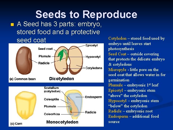 Seeds to Reproduce n A Seed has 3 parts: embryo, stored food and a Seeds to Reproduce n A Seed has 3 parts: embryo, stored food and a