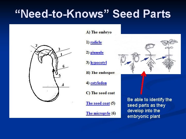 “Need-to-Knows” Seed Parts Be able to identify the seed parts as they develop into “Need-to-Knows” Seed Parts Be able to identify the seed parts as they develop into