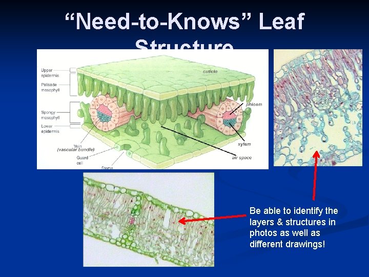 “Need-to-Knows” Leaf Structure Be able to identify the layers & structures in photos as “Need-to-Knows” Leaf Structure Be able to identify the layers & structures in photos as