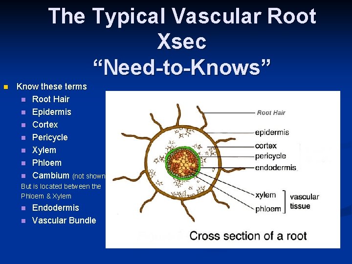 The Typical Vascular Root Xsec “Need-to-Knows” n Know these terms n Root Hair n The Typical Vascular Root Xsec “Need-to-Knows” n Know these terms n Root Hair n