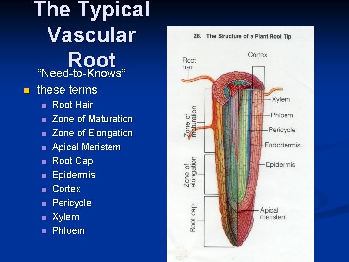 The Typical Vascular Root “Need-to-Knows” n these terms n n n n n Root The Typical Vascular Root “Need-to-Knows” n these terms n n n n n Root
