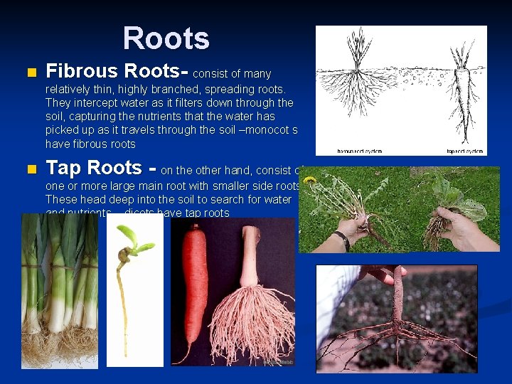 Roots n Fibrous Roots- consist of many relatively thin, highly branched, spreading roots. They Roots n Fibrous Roots- consist of many relatively thin, highly branched, spreading roots. They