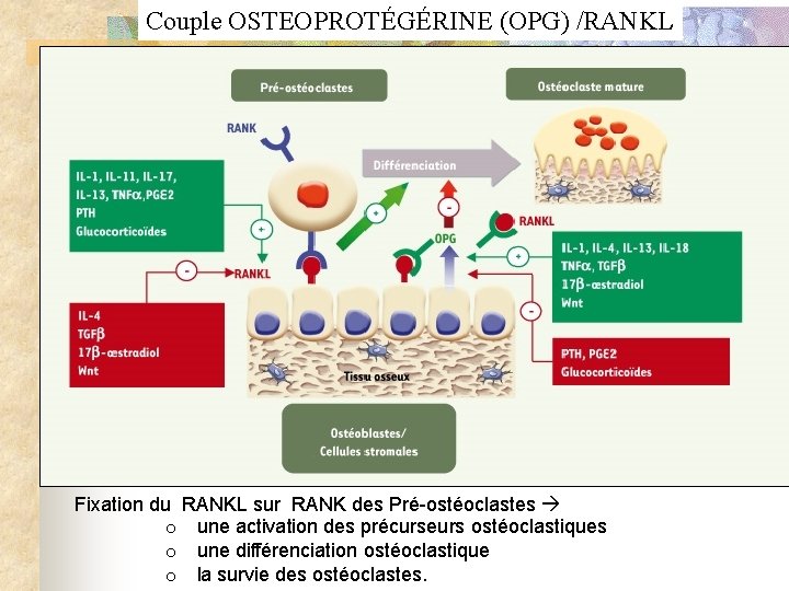 Couple OSTEOPROTÉGÉRINE (OPG) /RANKL Fixation du RANKL sur RANK des Pré-ostéoclastes o une activation