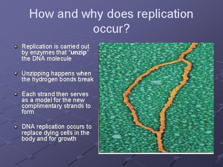 How and why does replication occur? Replication is carried out by enzymes that “unzip” How and why does replication occur? Replication is carried out by enzymes that “unzip”
