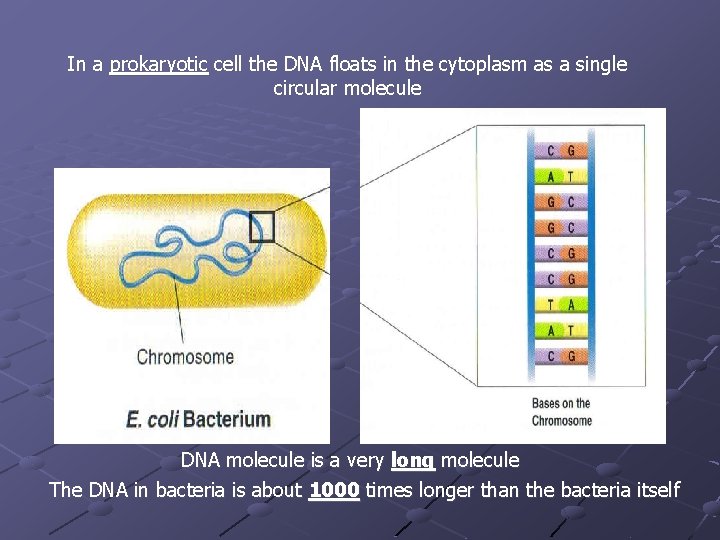 In a prokaryotic cell the DNA floats in the cytoplasm as a single circular In a prokaryotic cell the DNA floats in the cytoplasm as a single circular