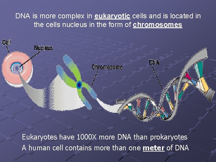 DNA is more complex in eukaryotic cells and is located in the cells nucleus DNA is more complex in eukaryotic cells and is located in the cells nucleus