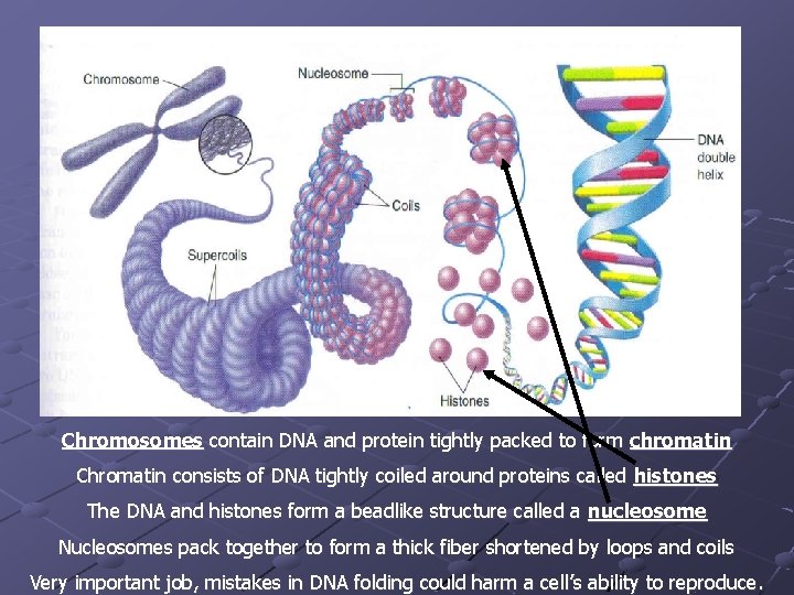 Chromosomes contain DNA and protein tightly packed to form chromatin Chromatin consists of DNA Chromosomes contain DNA and protein tightly packed to form chromatin Chromatin consists of DNA