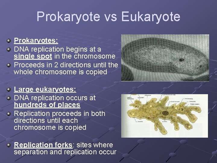 Prokaryote vs Eukaryote Prokaryotes: DNA replication begins at a single spot in the chromosome Prokaryote vs Eukaryote Prokaryotes: DNA replication begins at a single spot in the chromosome