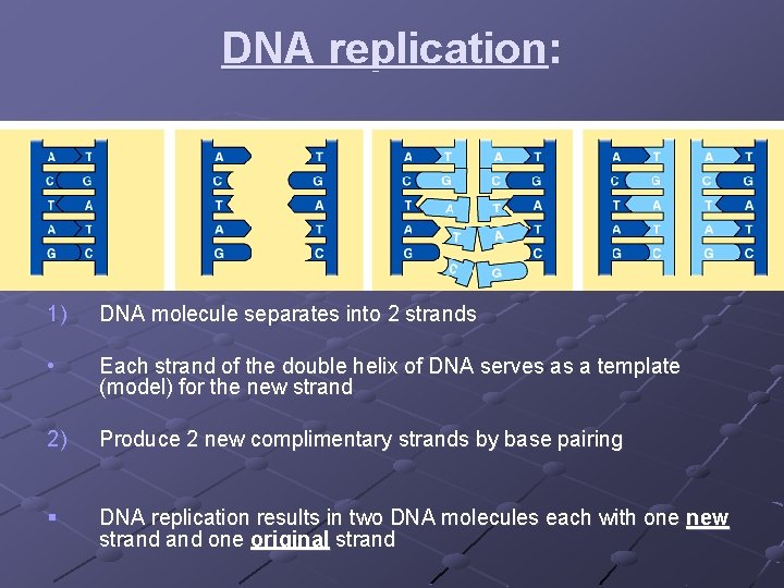 DNA replication: 1) DNA molecule separates into 2 strands • Each strand of the DNA replication: 1) DNA molecule separates into 2 strands • Each strand of the