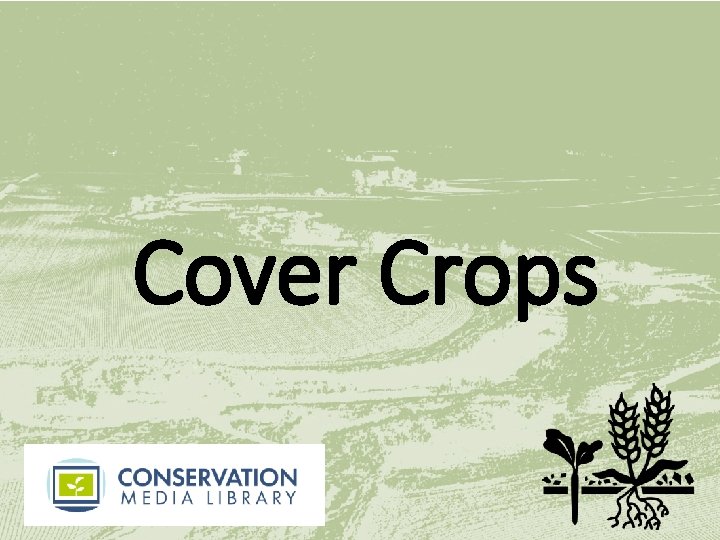 Cover Crops 