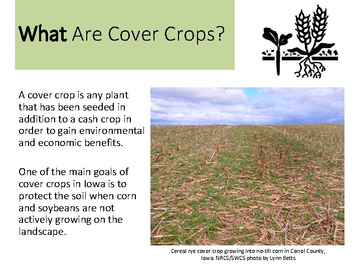 What Are Cover Crops? A cover crop is any plant that has been seeded