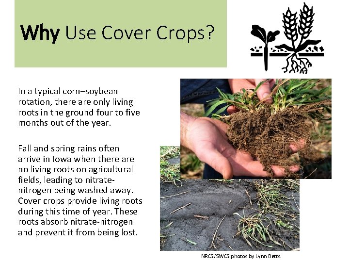 Why Use Cover Crops? In a typical corn–soybean rotation, there are only living roots