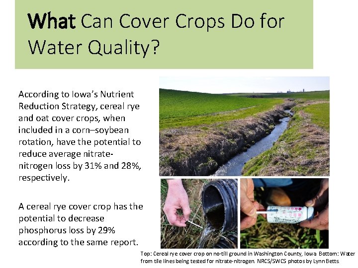 What Can Cover Crops Do for Water Quality? According to Iowa’s Nutrient Reduction Strategy,