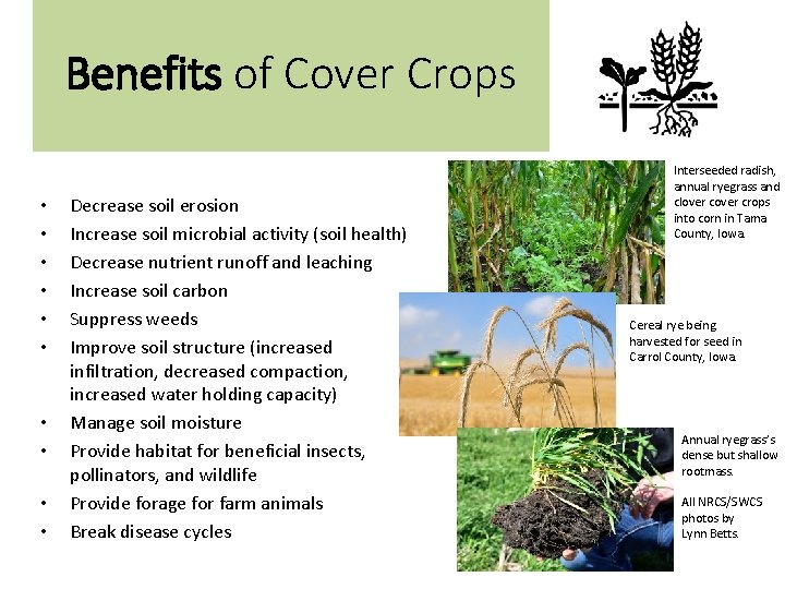 Benefits of Cover Crops • • • Decrease soil erosion Increase soil microbial activity
