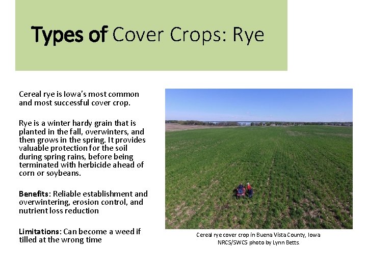 Types of Cover Crops: Rye Cereal rye is Iowa’s most common and most successful