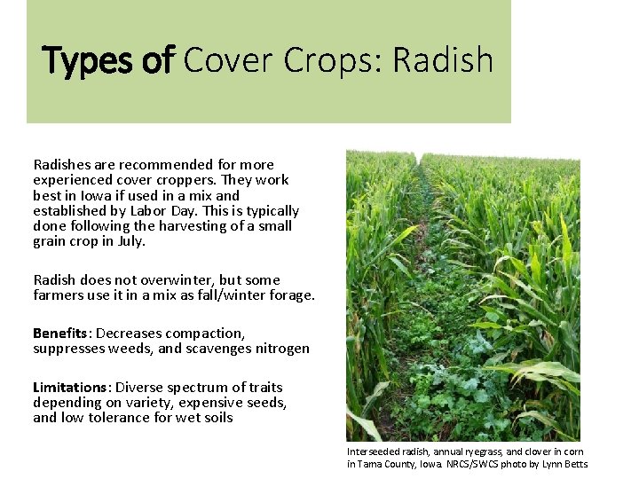 Types of Cover Crops: Radishes are recommended for more experienced cover croppers. They work