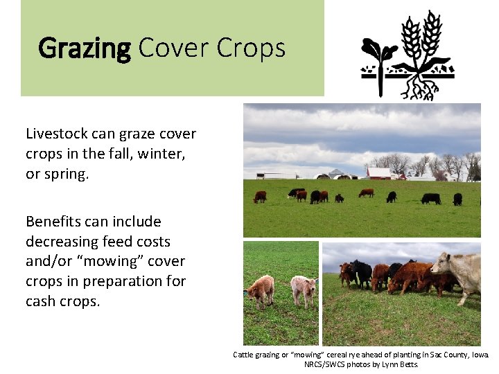 Grazing Cover Crops Livestock can graze cover crops in the fall, winter, or spring.