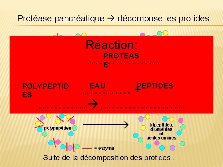 Protéase pancréatique décompose les protides Réaction: PROTEAS ……………… E EAU PEPTIDES POLYPEPTID Protides non