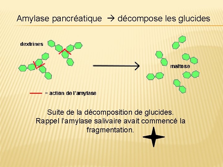 Amylase pancréatique décompose les glucides Suite de la décomposition de glucides. Rappel l’amylase salivaire