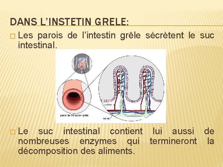 DANS L’INSTETIN GRELE: � Les parois de l’intestin grêle sécrètent le suc intestinal. �