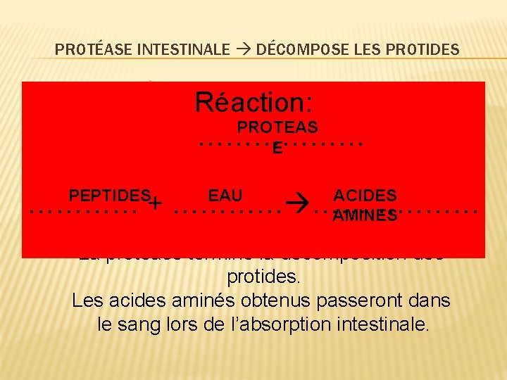 PROTÉASE INTESTINALE DÉCOMPOSE LES PROTIDES Réaction: PROTEAS ……………… E PEPTIDES EAU ACIDES AMINES …………