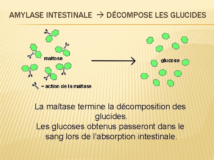 AMYLASE INTESTINALE DÉCOMPOSE LES GLUCIDES La maltase termine la décomposition des glucides. Les glucoses