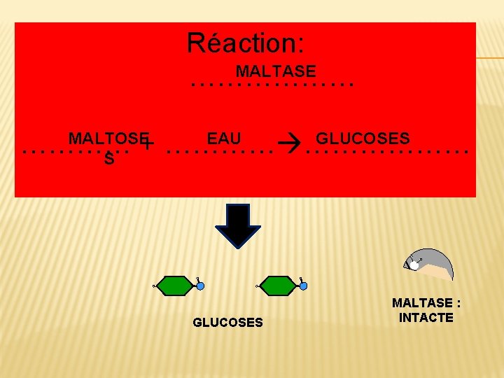 MALTOSE Réaction: EAU MALTASE + ……………… ACTION DE LA MALTASE MALTOSE EAU GLUCOSES …………