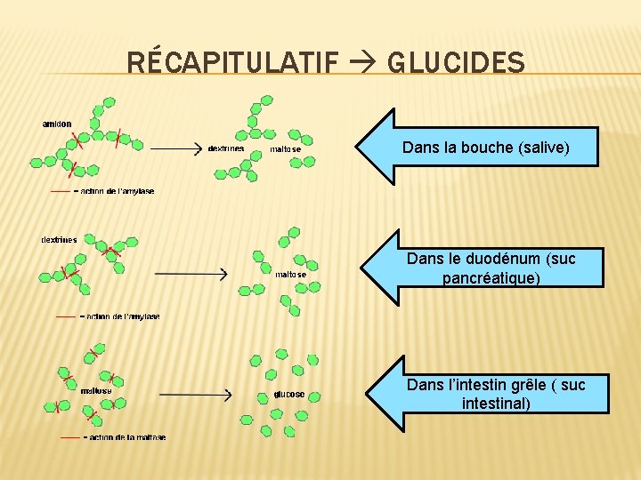 RÉCAPITULATIF GLUCIDES Dans la bouche (salive) Dans le duodénum (suc pancréatique) Dans l’intestin grêle