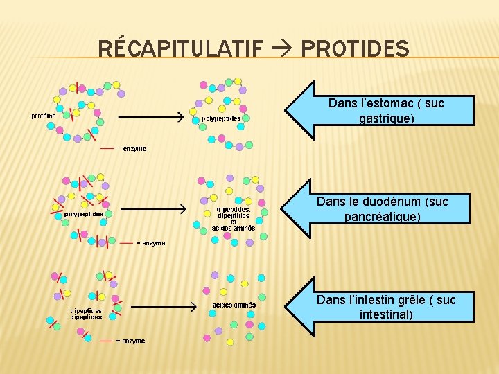 RÉCAPITULATIF PROTIDES Dans l’estomac ( suc gastrique) Dans le duodénum (suc pancréatique) Dans l’intestin