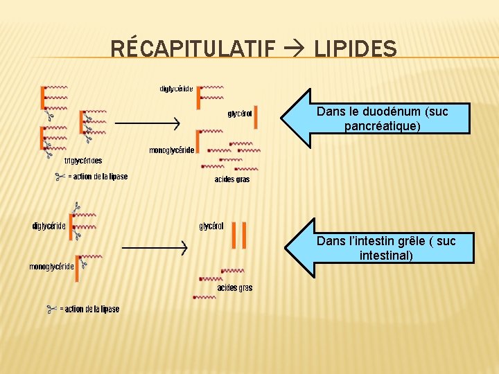 RÉCAPITULATIF LIPIDES Dans le duodénum (suc pancréatique) Dans l’intestin grêle ( suc intestinal) 