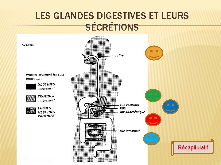 LES GLANDES DIGESTIVES ET LEURS SÉCRÉTIONS bile Récapitulatif 