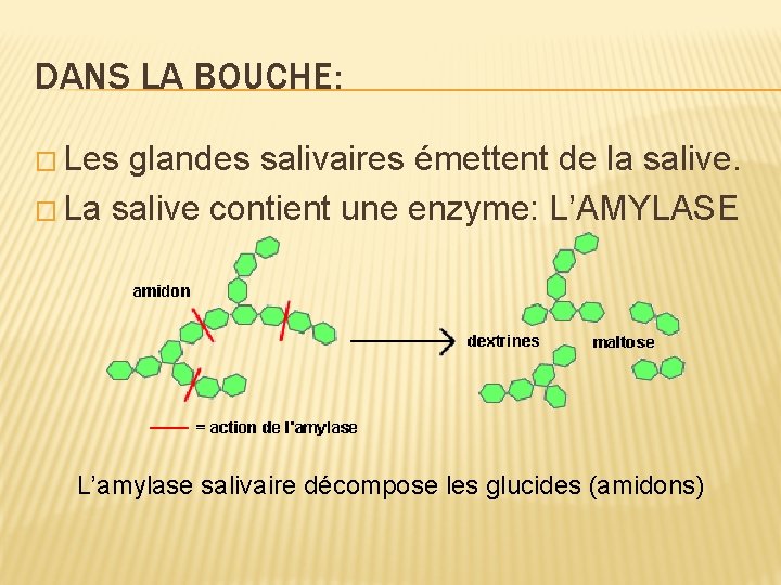 DANS LA BOUCHE: � Les glandes salivaires émettent de la salive. � La salive