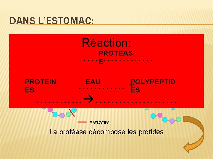 DANS L’ESTOMAC: Les parois de l’estomac sécrètent du suc gastrique Réaction: PROTEAS � Le