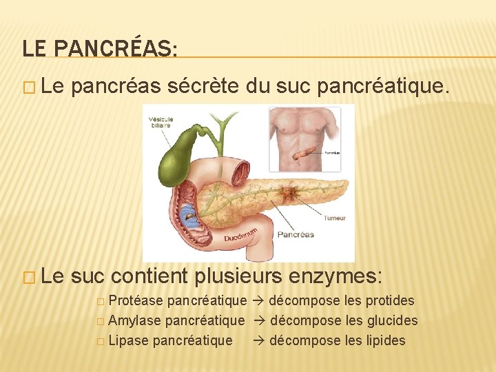 LE PANCRÉAS: � Le pancréas sécrète du suc pancréatique. � Le suc contient plusieurs