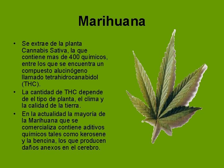Marihuana • Se extrae de la planta Cannabis Sativa, la que contiene mas de Marihuana • Se extrae de la planta Cannabis Sativa, la que contiene mas de