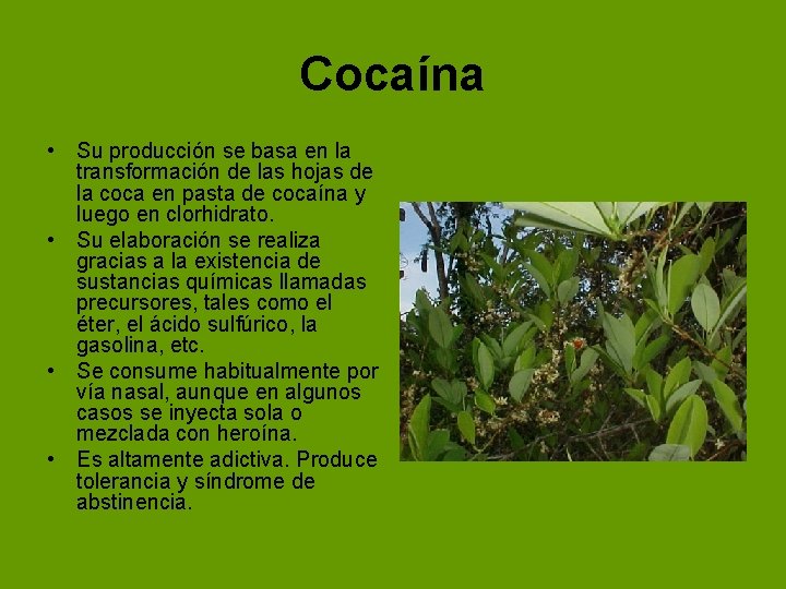 Cocaína • Su producción se basa en la transformación de las hojas de la Cocaína • Su producción se basa en la transformación de las hojas de la