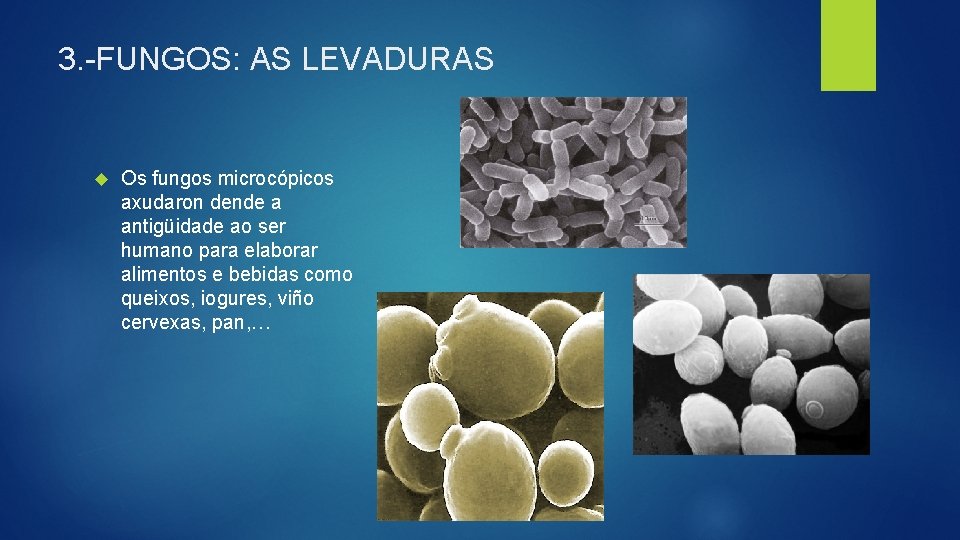 3. -FUNGOS: AS LEVADURAS Os fungos microcópicos axudaron dende a antigüidade ao ser humano