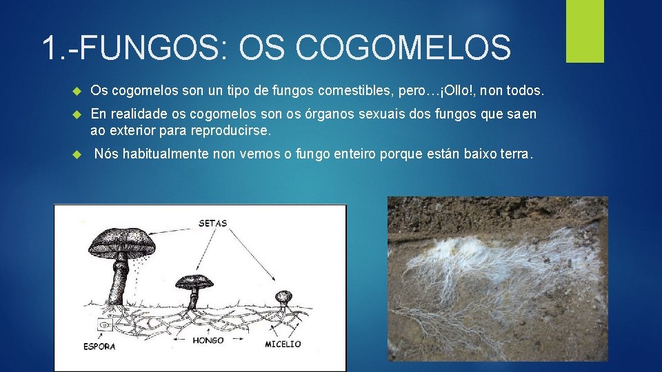 1. -FUNGOS: OS COGOMELOS Os cogomelos son un tipo de fungos comestibles, pero…¡Ollo!, non